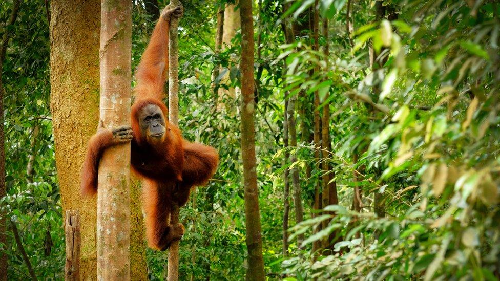 orangutan-in-forest