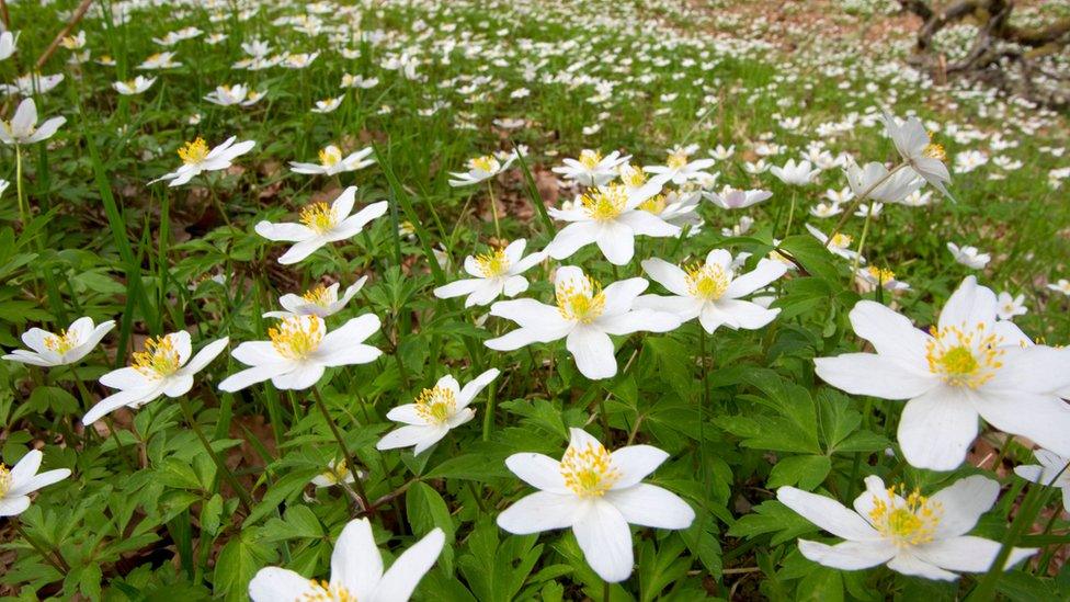 Anemones in Astonbury Wood, Stevenage