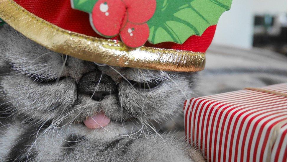 A cat in a christmas hat