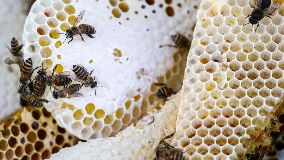 Bees on honeycomb