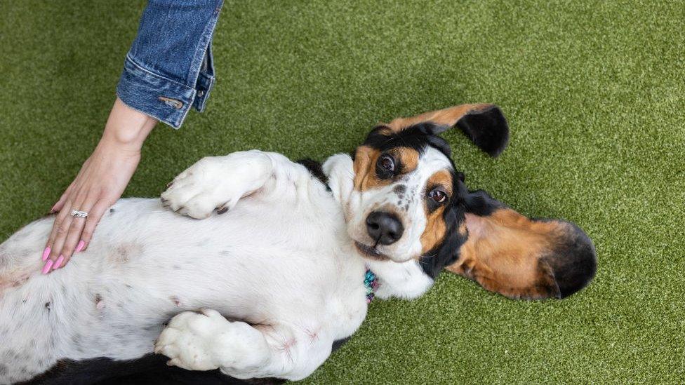 Dog getting scratched at Westminster Dog Show 2024