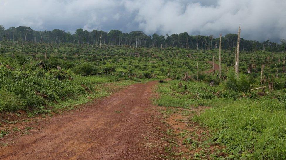 Forest-in-the-Congo-Basin.