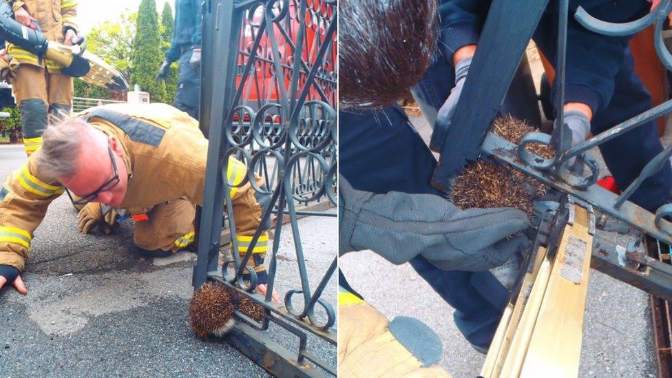 Hedgehog-stuck-in-a-gate