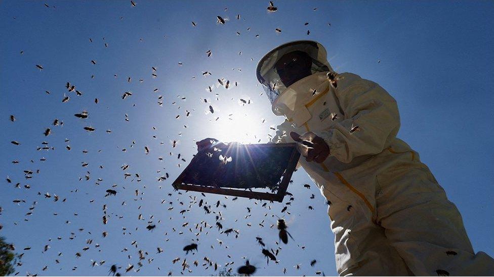 Beekeeper checking hive