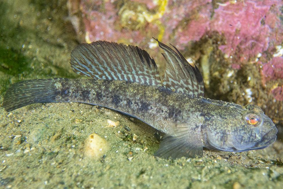 A photo of a goby fish in waters around Scotland