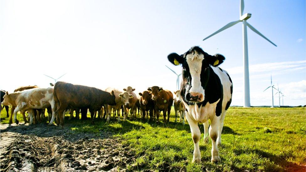 Cows in field with wind turbine