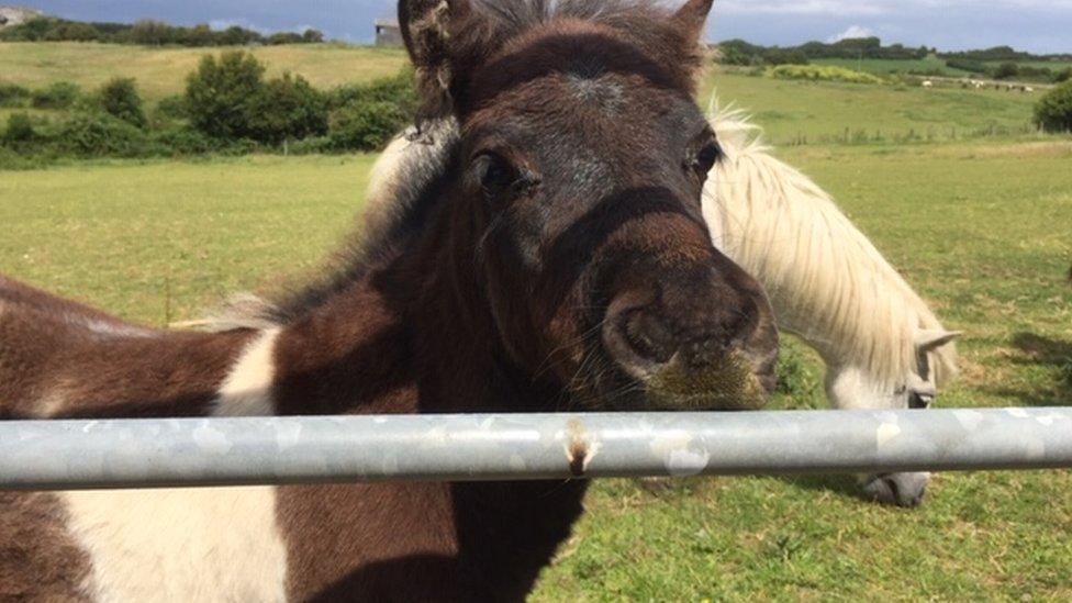 Anna Stevens' ponies