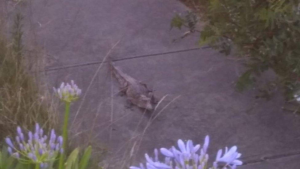 A crocodile found on a Melbourne footpath on Christmas Day