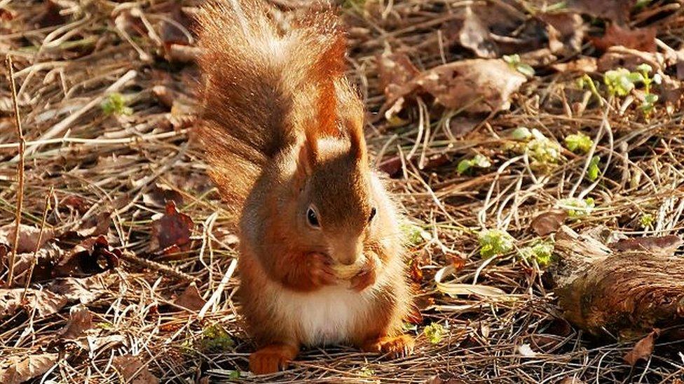 Red squirrel at Formby