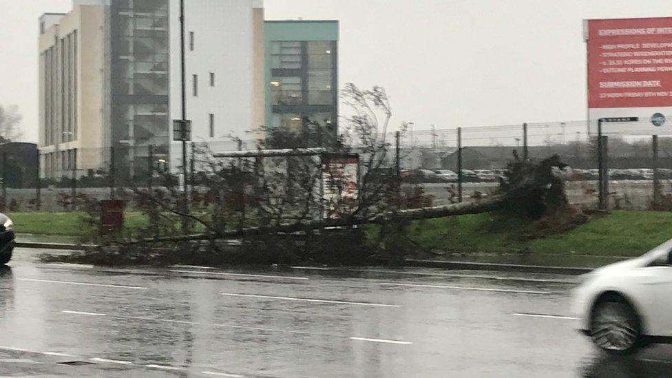 fallen tree on derry's strand road