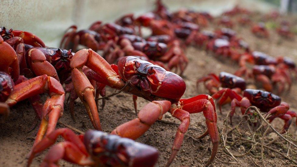 Red crabs on Planet Earth II