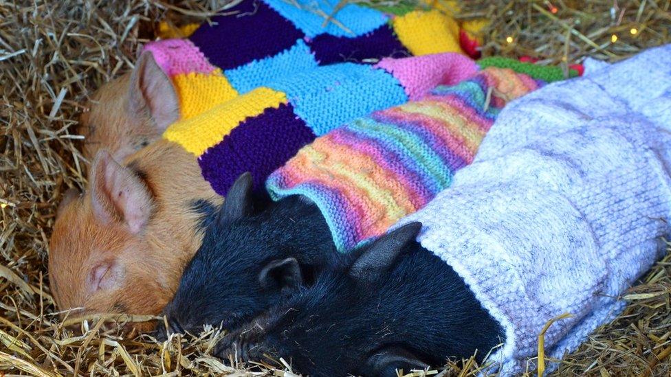 Piglets in blankets