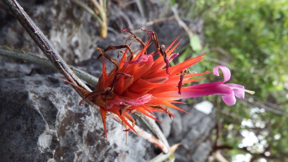 Acanthostachys calcicola