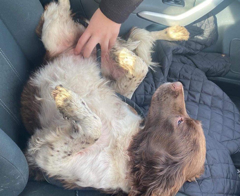 Maisie having a belly rub