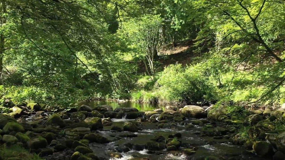 Mourne Park woodland