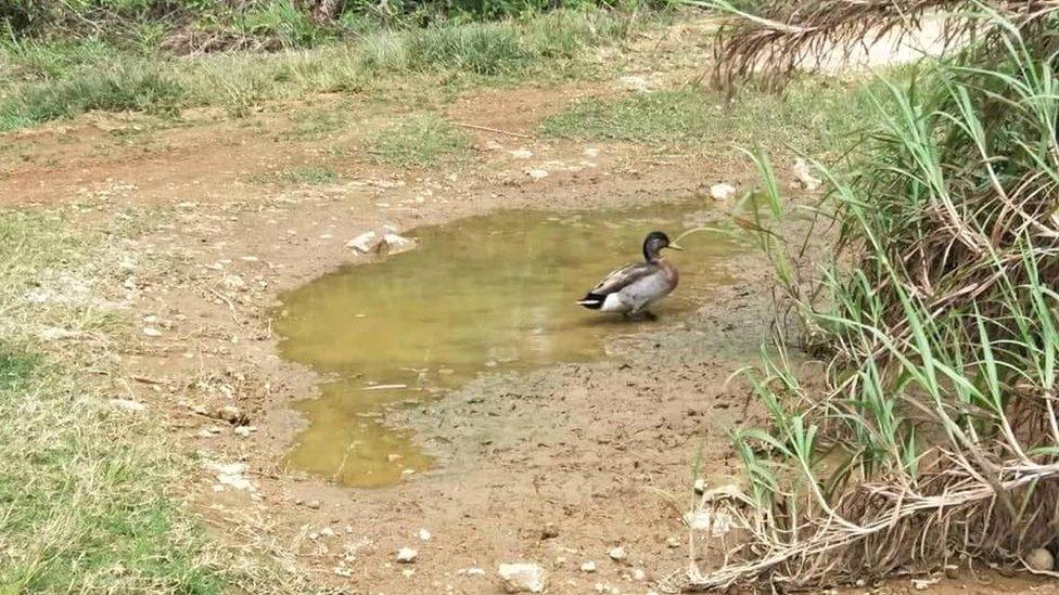 Trevor the duck in his puddle