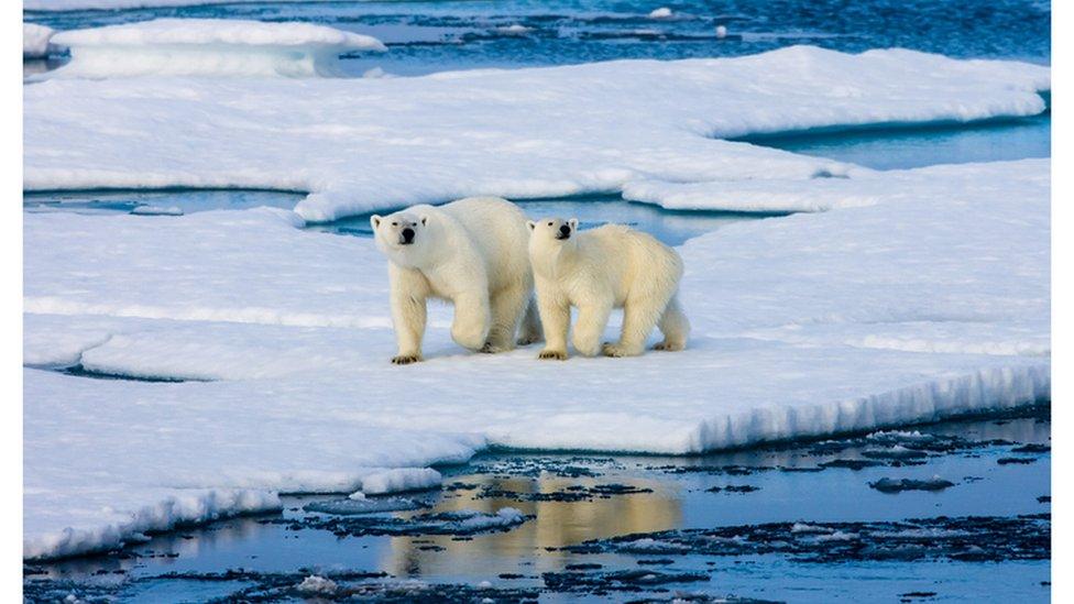 Polar bears on ice