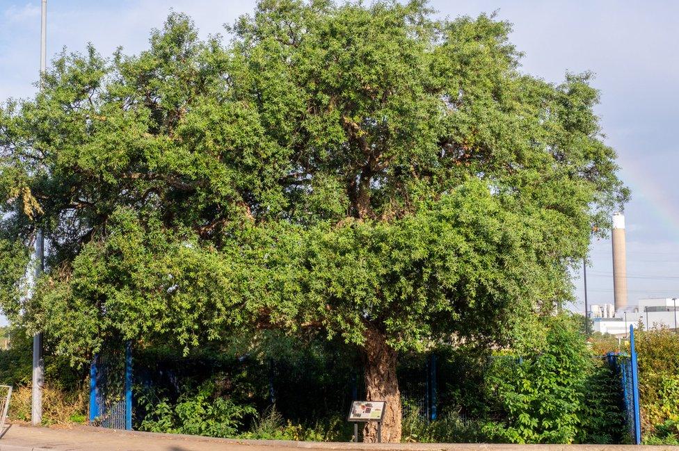 North circular oak