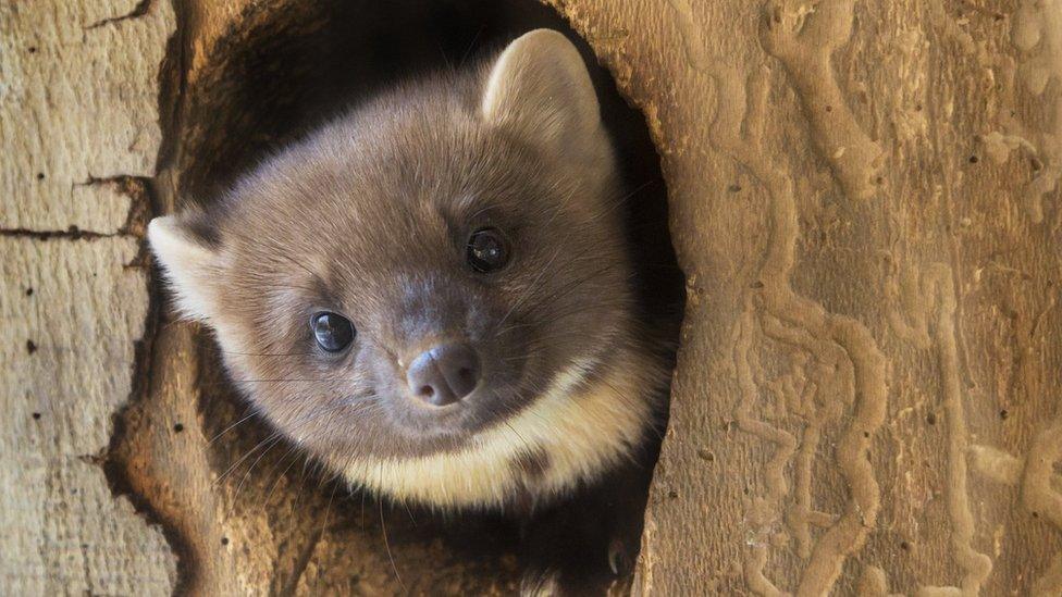 pine-marten-in-a-tree