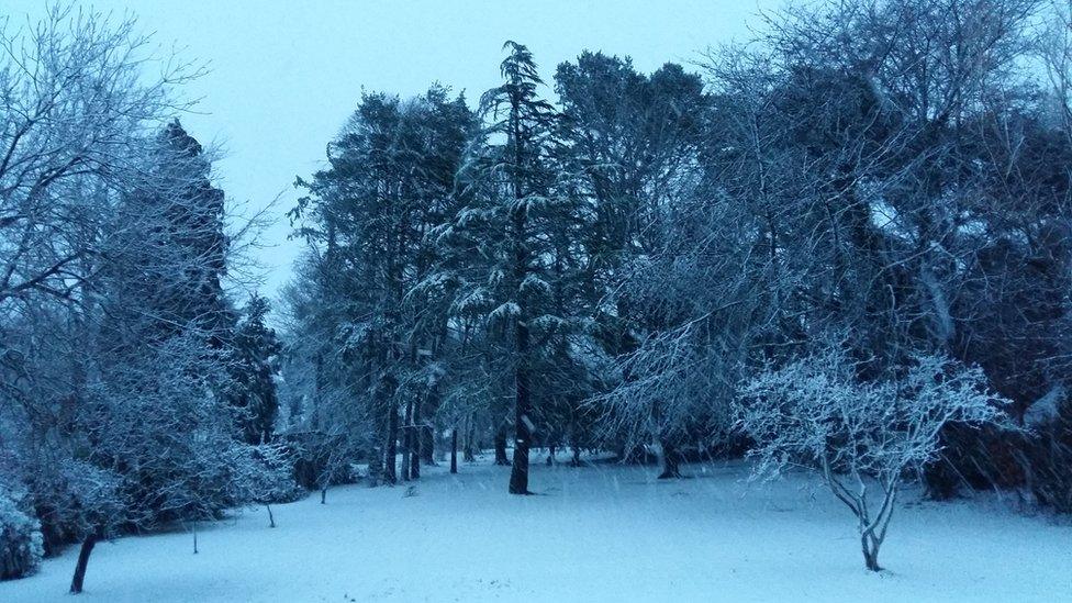 Snow-covered trees