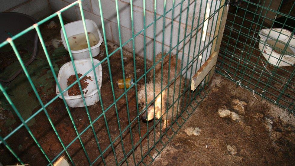 A small puppy in the corner of a dirty cage with a filthy bowl of water.