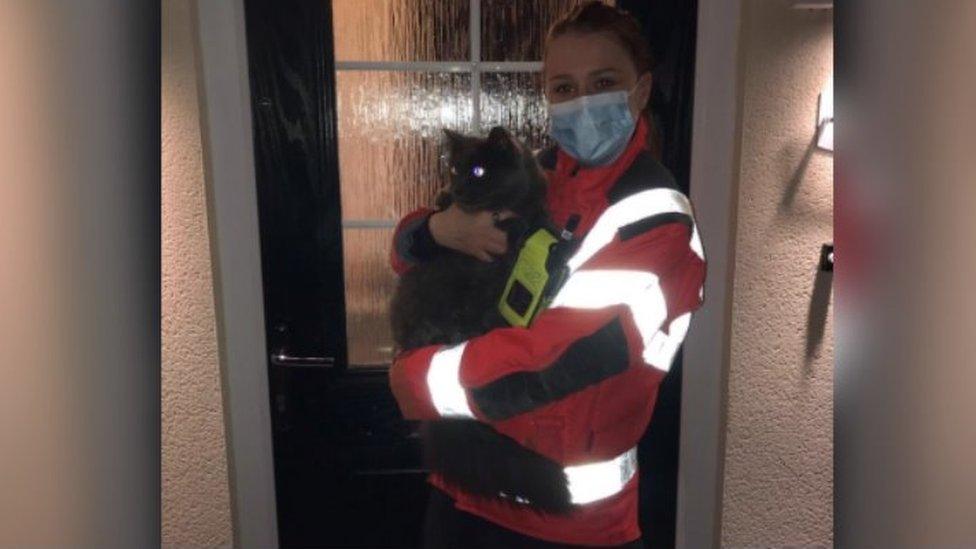 cat after being rescued