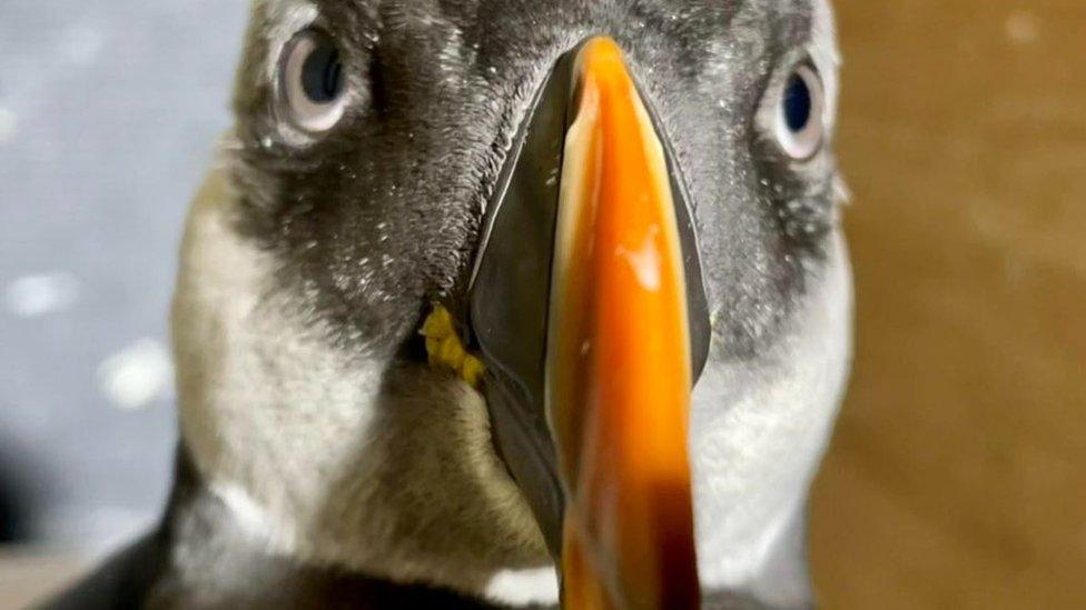 A close-up of the rescued puffin