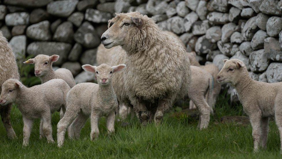 Sheep and lambs