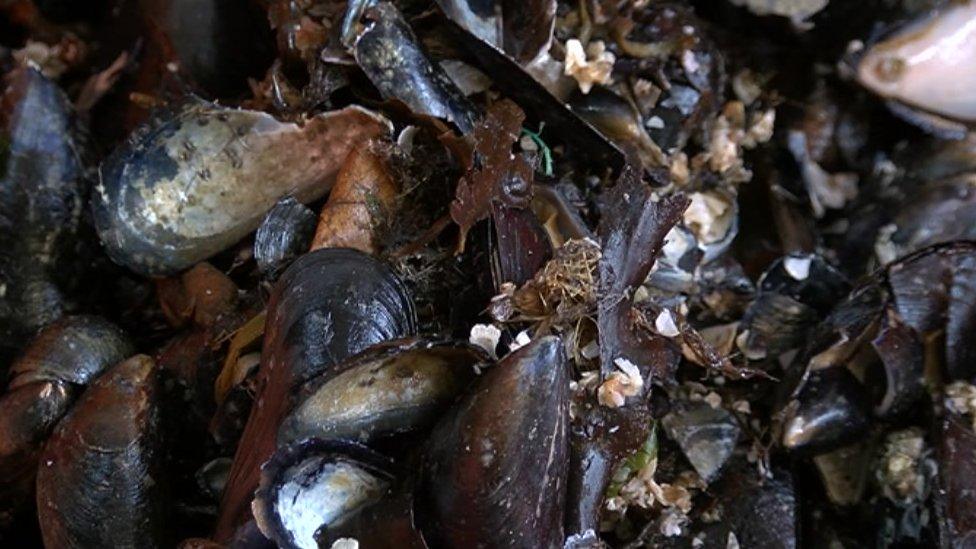 Mussel shells sorted at plant