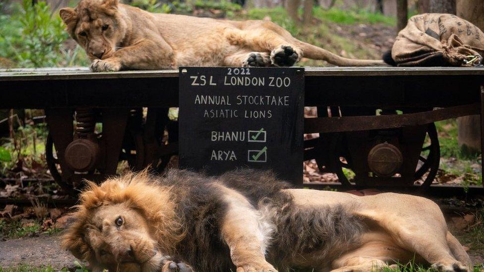 Two lions at London Zoo having a lie-down.