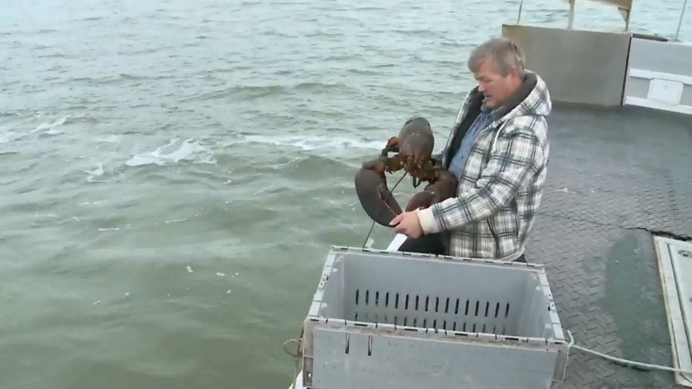 Rodney MacDonald releasing the lobster