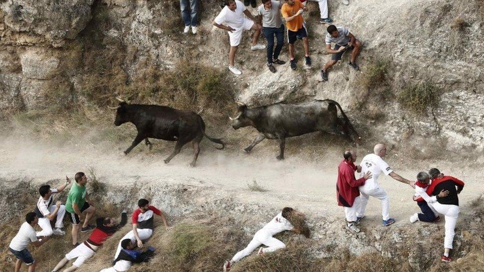 Runners are chased by bulls in the village of Falces, northern Spain, on 15 August 2019