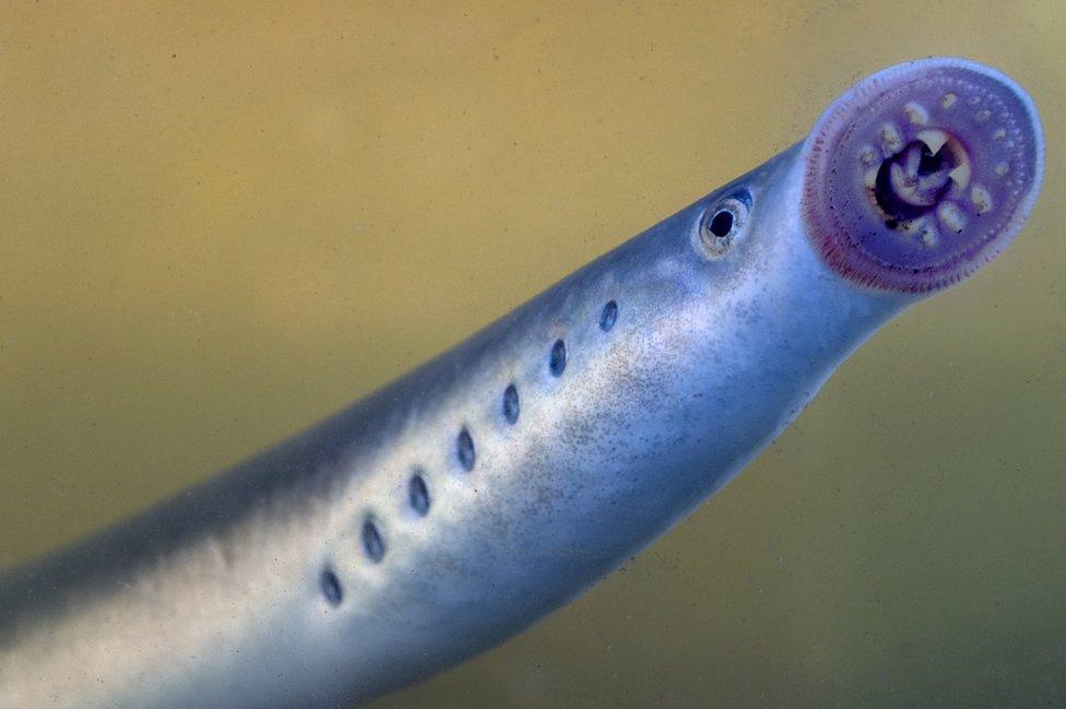 River lamprey in the River Ouse in Yorkshire