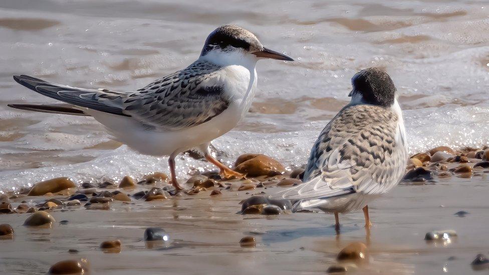 A pair of little tern Chicks at Blakeney Point