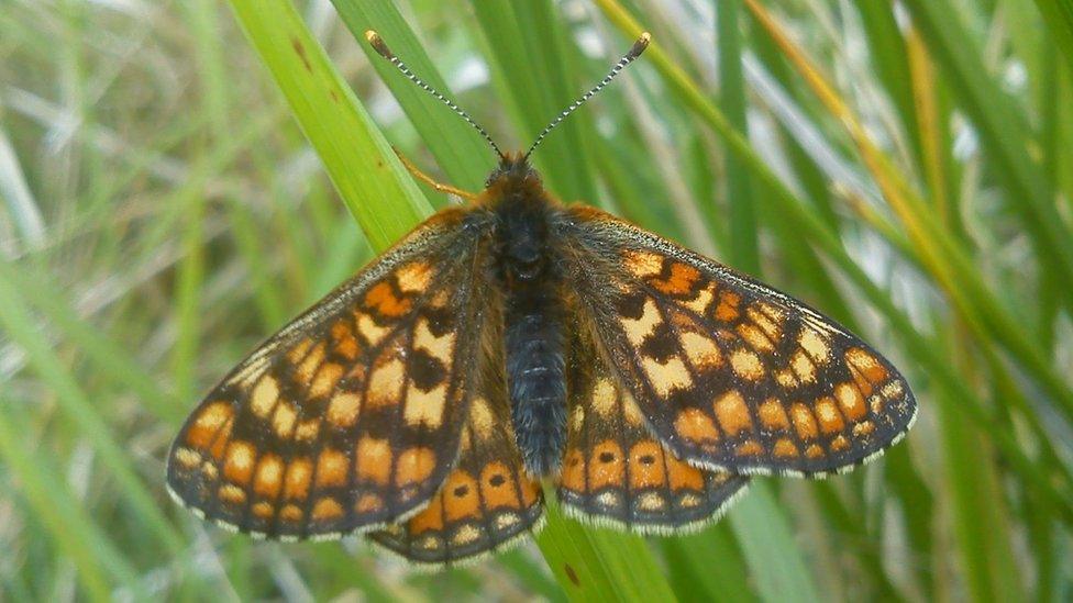 The marsh fritillary butterfly