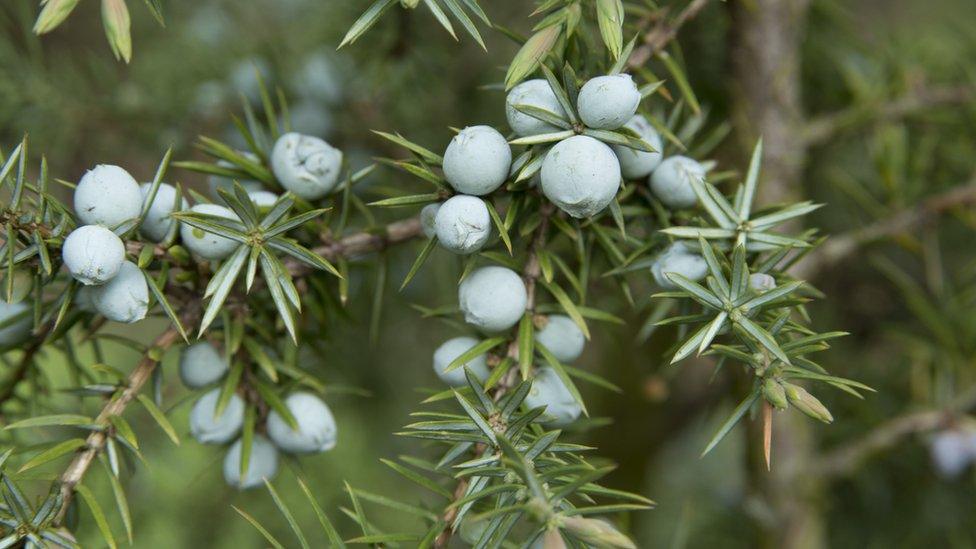 Juniper berries in the wild