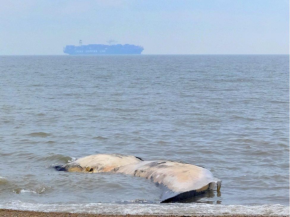 The beached fin whale is thought to have been killed following a collision with a ship