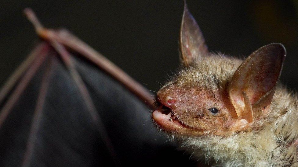 Greater mouse-eared bat