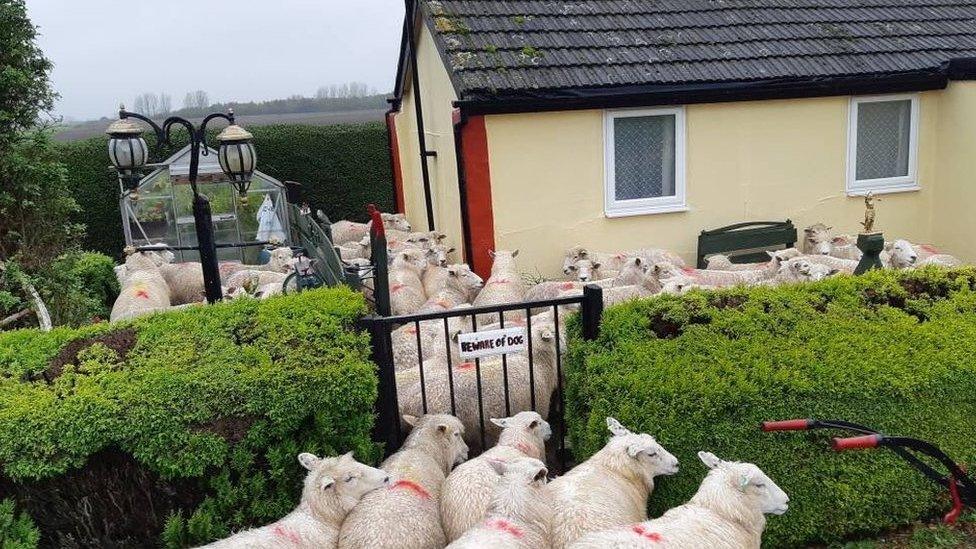 Sheep in a garden