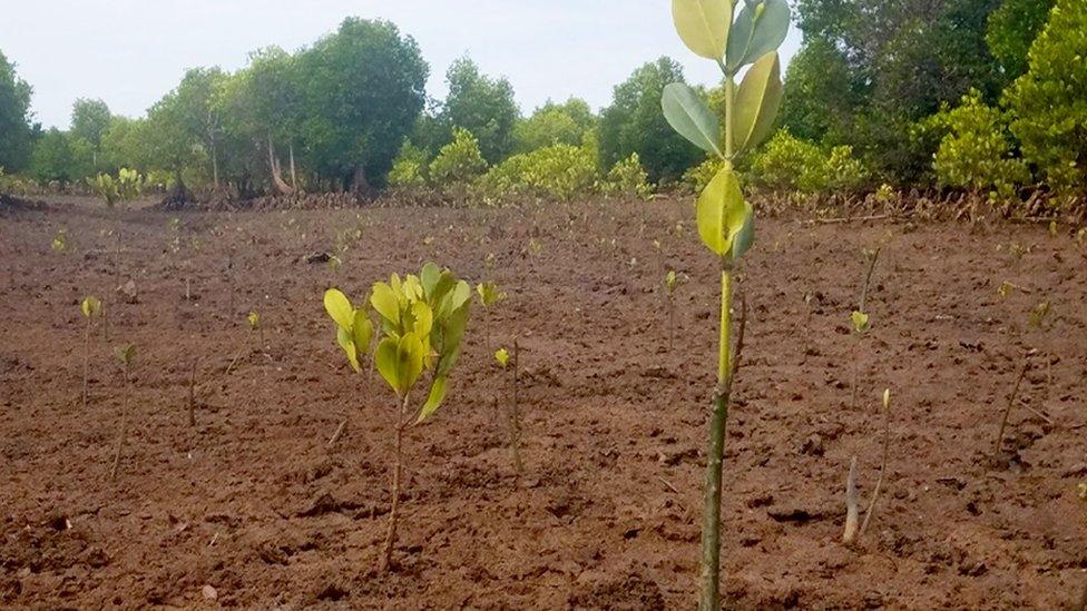 Mangrove tree planting in Madagascar