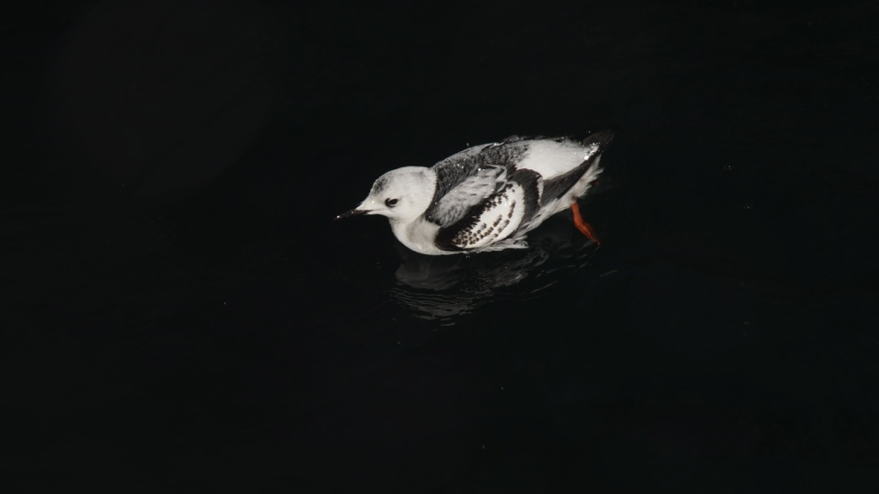 Black guillemot on water surface