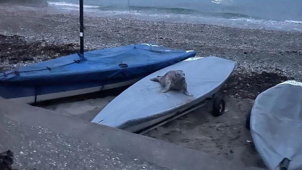 The seal on a boat