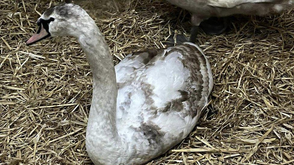 Injured swan