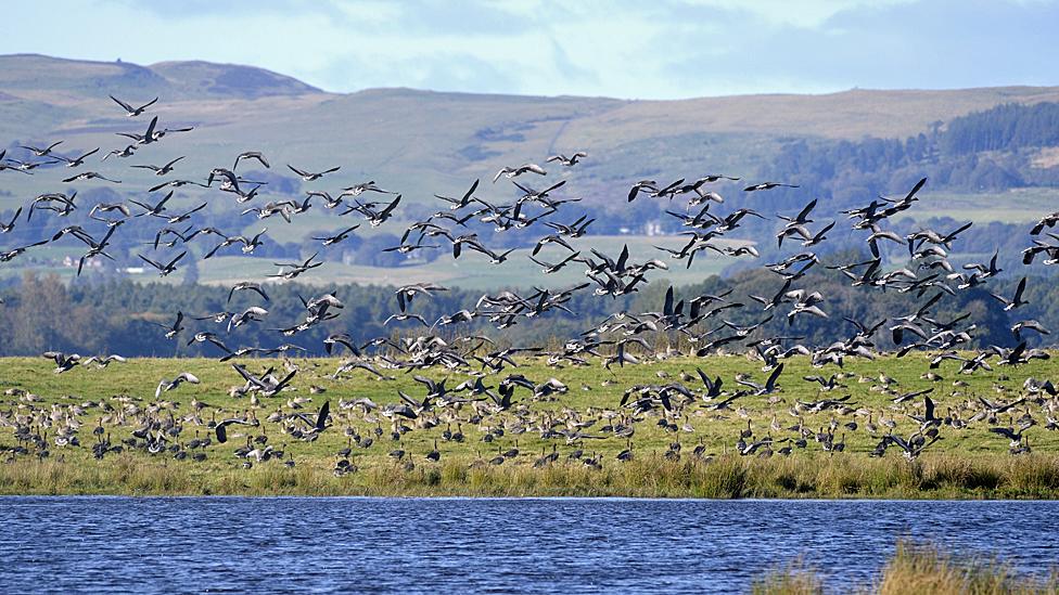 Pink footed geese at Loch Leven