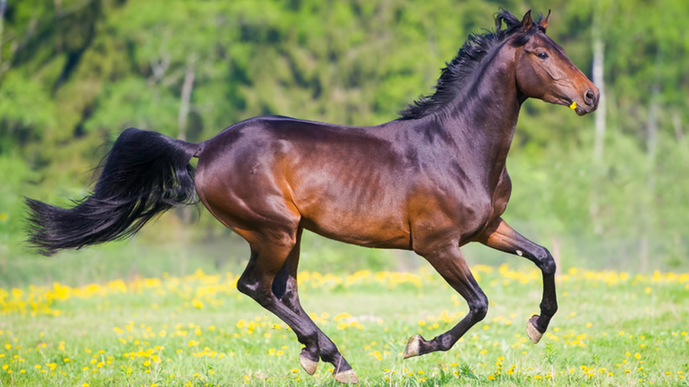 Horse galloping with flowers in its mouth