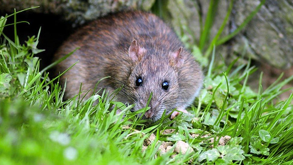 Brown rat - an invasive predator that eats seabird eggs and chicks