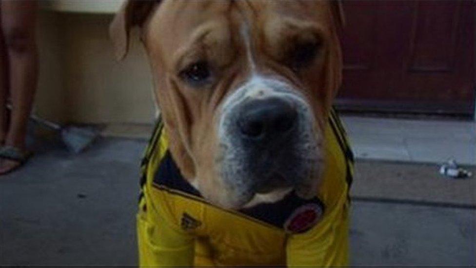 Four-legged Colombian fan