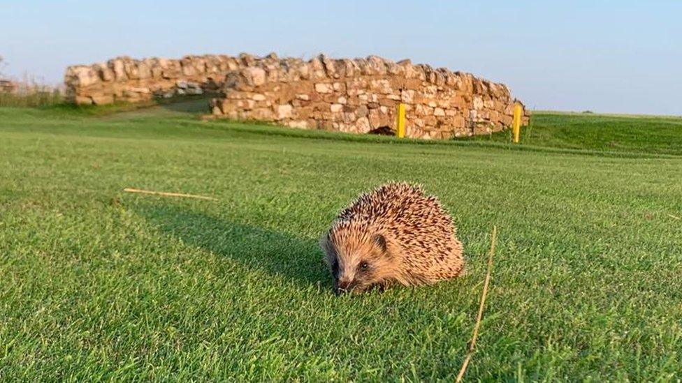 Hedgehog on the golf course