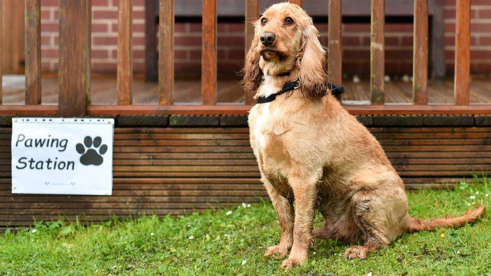 Dog outside a "Pawing Station" sign