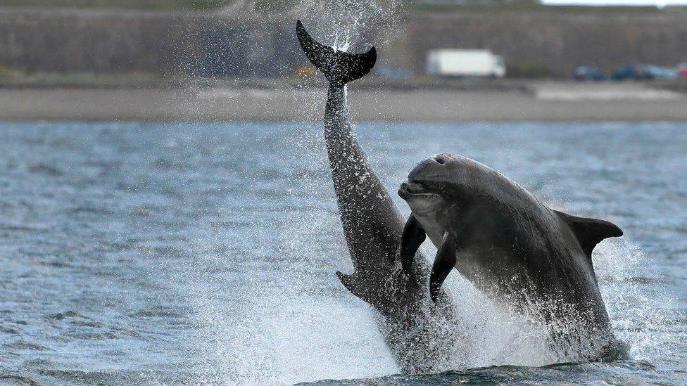 Dolphins "Scoopy" and "Yoda"